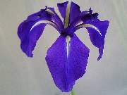 laevigata Royal Cartwheel